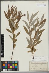 Foto von Salix alba L.